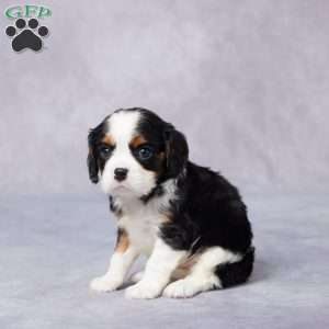 Ike, Cavalier King Charles Spaniel Puppy